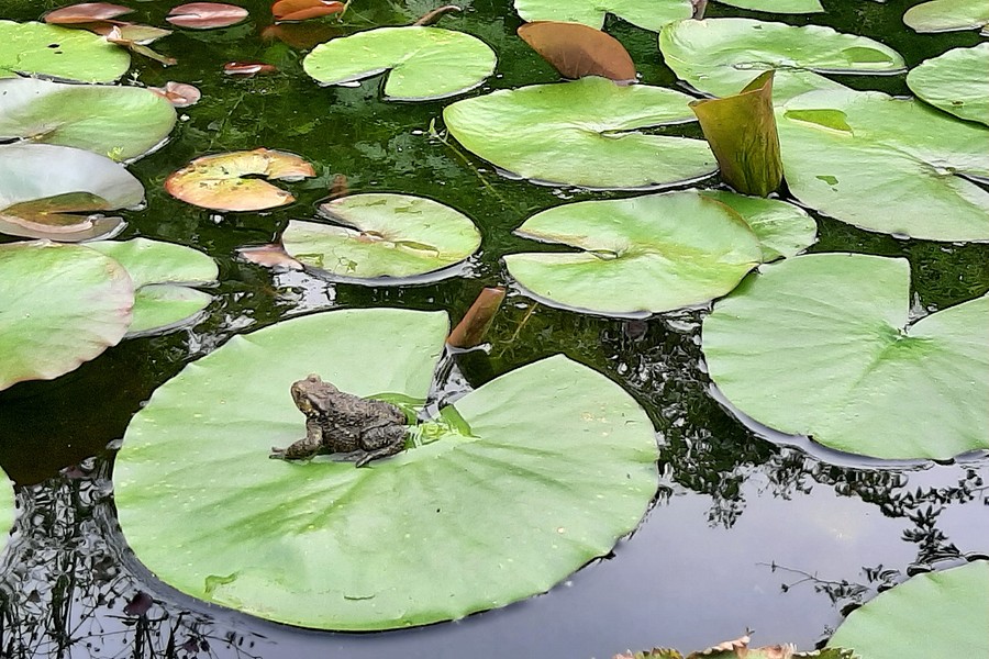 2024 Afbeelding Nazomeren kikker op waterleliebladbb BorderMaker