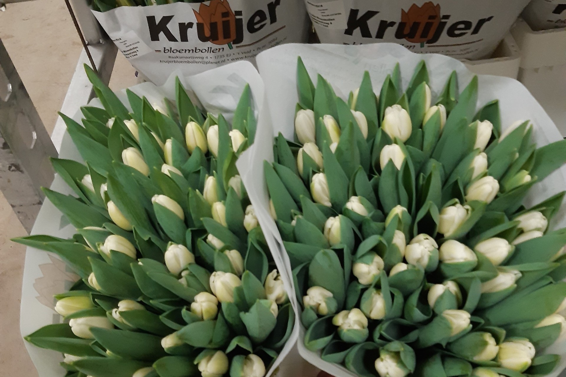 f9278196 368b 4d53 a655 42a4e07ed7acbbb