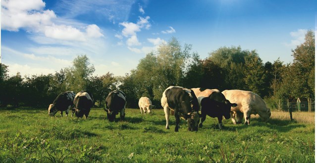 koeien deco john 640x480