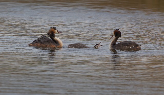 Fuut met jong-4 640x480