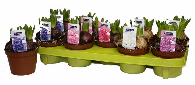 hyacint gemengd 12 cm in tray 640x480