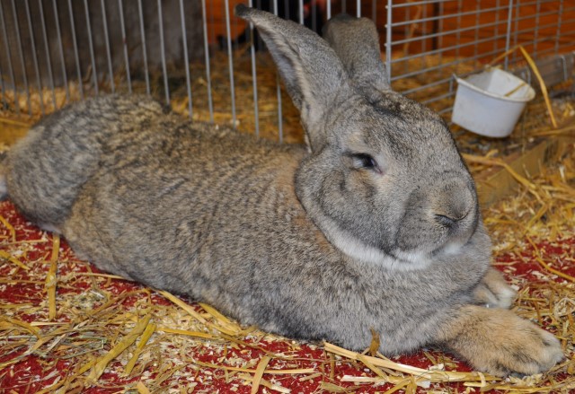 W O tentoon2013 deel 2 033 1we 544 Custom