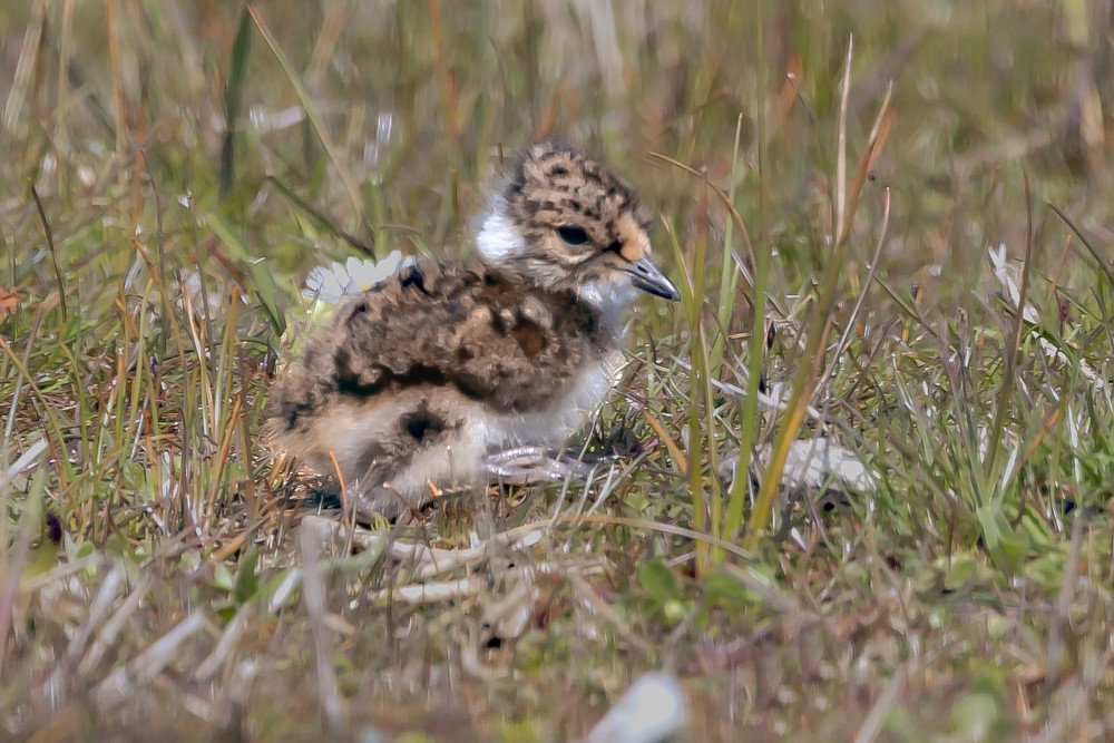 00Fr pul kievit 2 1aa