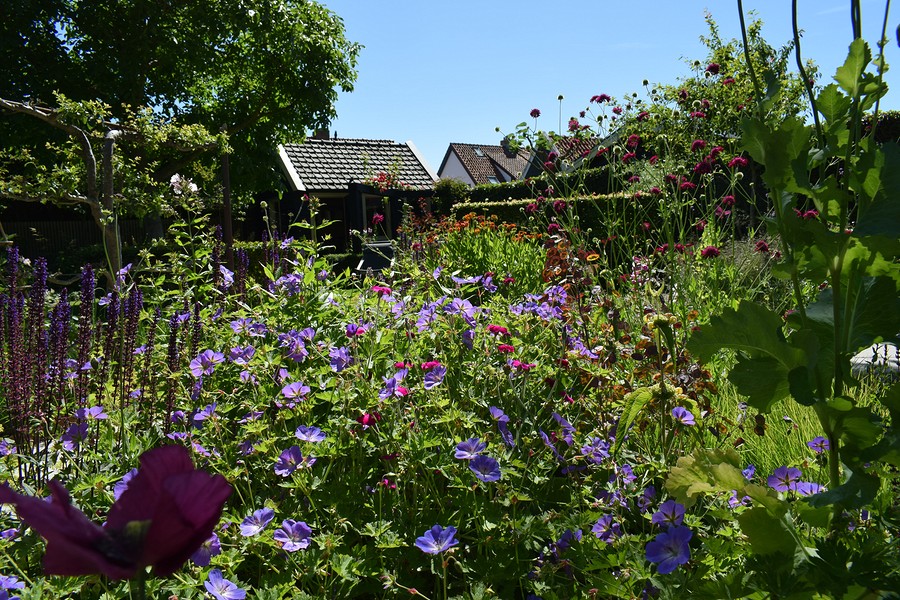 2025 Afbeelding tuin Riet Kisteman juni 1 BorderMaker