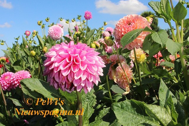 Pagina 01 voorbladaaa BorderMaker