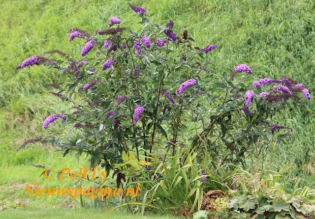 IMG 0752aa BorderMaker