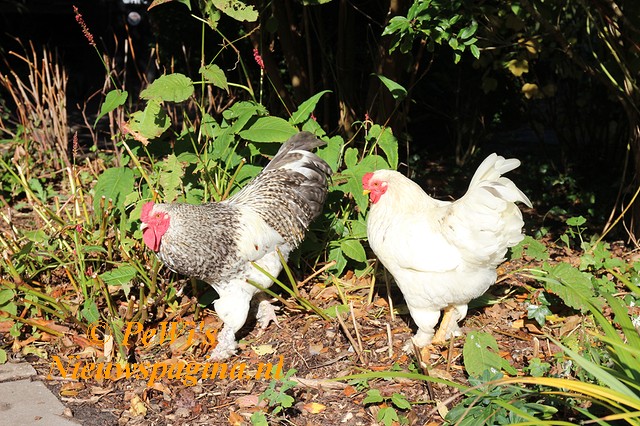 Pagina 01 voorbladkk BorderMaker